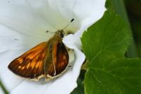 Ochlodes sylvanus