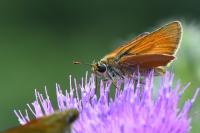 Thymelicus sylvestris