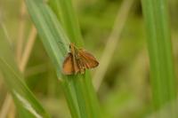 Thymelicus sylvestris