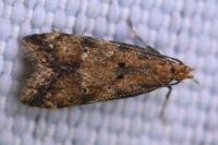 Brachmia blandella