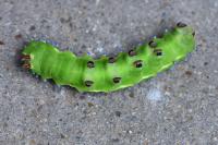 Saturnia pyri