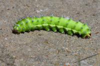 Saturnia pyri