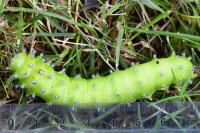 Saturnia pyri