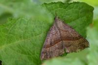 Hypena proboscidalis