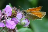 Thymelicus sylvestris