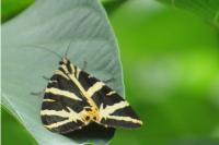 Euplagia quadripunctaria