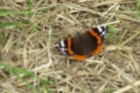 Vanessa atalanta