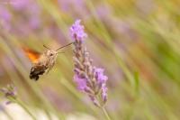 Macroglossum stellatarum