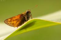Ochlodes sylvanus