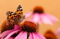 Vanessa cardui