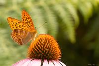 Argynnis paphia