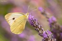Pieris brassicae
