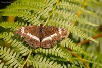 Limenitis camilla