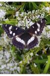Limenitis reducta