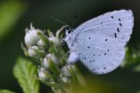 Celastrina argiolus