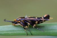 Chamaesphecia nigrifrons