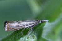 Chrysoteuchia culmella