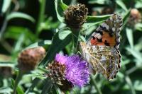 Vanessa cardui
