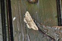 Menophra abruptaria