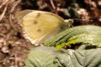 Pieris brassicae