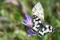 Melanargia galathea