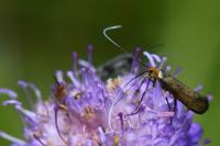 Nemophora metallica