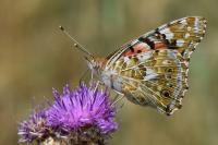 Vanessa cardui