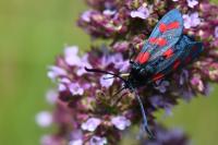 Zygaena filipendulae