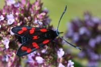 Zygaena filipendulae