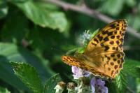 Argynnis paphia