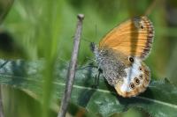 Coenonympha arcania