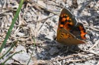 Lycaena phlaeas