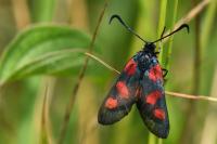 Zygaena trifolii
