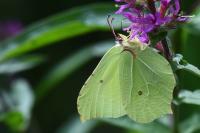 Gonepteryx rhamni