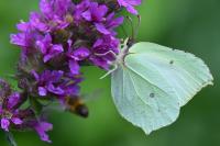 Gonepteryx rhamni