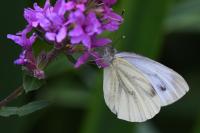 Pieris napi