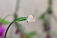 Lampides boeticus