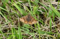 Euclidia glyphica