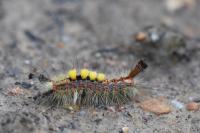 Orgyia antiqua