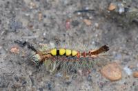 Orgyia antiqua