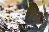 Satyrium ilicis