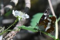 Limenitis camilla