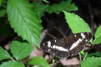 Limenitis camilla