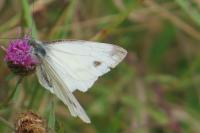 Pieris napi