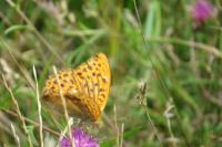 Argynnis paphia