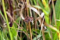 Pyrausta despicata