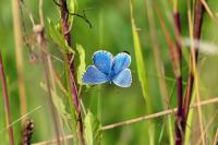 Lysandra bellargus