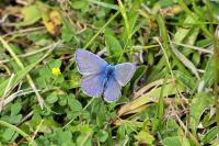 Polyommatus icarus