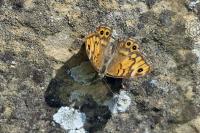 Lasiommata megera