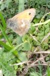 Coenonympha pamphilus